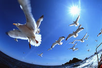 Seagulls by martino motti