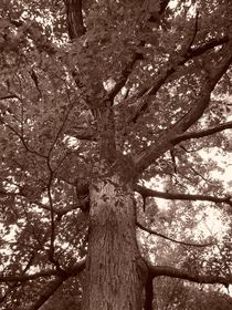 Ancient Oak in Sepia by Rebecca Ledford