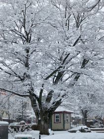 Snowy Tree von Rebecca Ledford