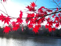 Red Maple over Lake by Rebecca Ledford