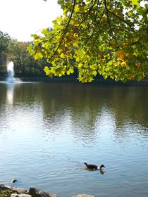 Duck on the Lake von Rebecca Ledford