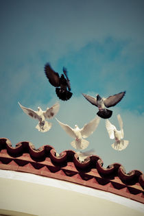 Take off (Or "Flight of the pigeons") von George Panayiotou