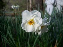 Double Daffodil by Rebecca Ledford
