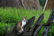 Cat on Fence von Dejan Knezevic