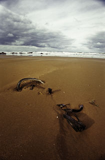 Normandy beach 9 von Razvan Anghelescu