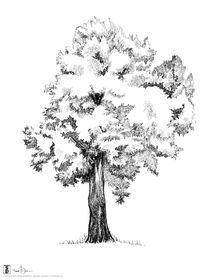 Split Tree #1, Alamo Square Park by Thomas Duane