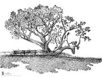Tree 45, Alamo Square Park by Thomas Duane