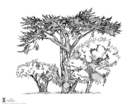 100x75-tree-trio-duane
