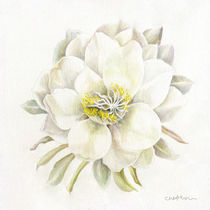 Epiphyllum von Hsi Tan Cheng