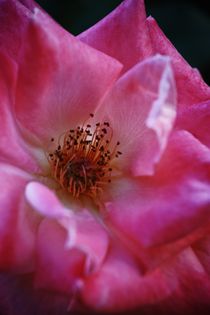 Pink rose von George Panayiotou
