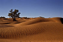 Desert 2 von Razvan Anghelescu