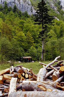 Fire wood by Razvan Anghelescu