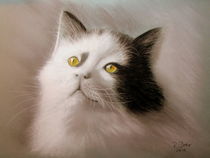 Kater by Renate Dohr