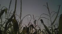Moon in the cornfield by Joel Furches