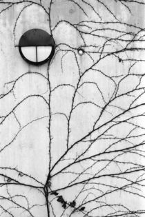 Ivy pattern on wall von Danita Delimont