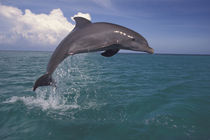 Bottlenose dolphin (Tursiops truncatus) von Danita Delimont