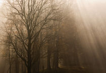 USA Great Smoky Mountain NP Tennessee trees in fog with rays of light von Danita Delimont