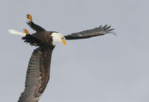 Bald eagle upside down start of dive for prey by Danita Delimont