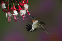 Male Ruby-throated Hummingbird in flight by Danita Delimont