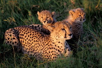Cheetah and Cubs (Acinonyx jubatus) von Danita Delimont