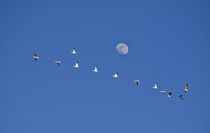 Snow geese and Canadian geese take flight at Freezeout Lake NWR on the Rocky Mountain Front of Montana near Fairfield in front of near full moon by Danita Delimont
