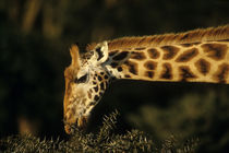 Rothschild giraffe browsing (Giraffa camelopardalis rothschildi) von Danita Delimont