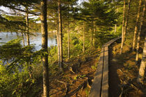 A wooden walkway in Acadia National Park Maine USA by Danita Delimont