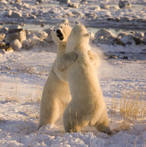 Sparring polar bears by Danita Delimont