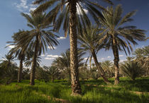Date palm oasis von Danita Delimont