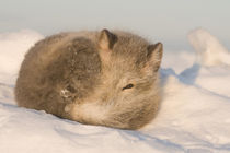 Rests in the snow along the arctic coast by Danita Delimont