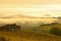 Autumn morning fog in Pouilly-Fuissé vineyards by Danita Delimont