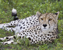 Female Cheetah at Ndutu in the Ngorongoro Conservation Area by Danita Delimont