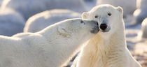 Polar bear kiss von Danita Delimont