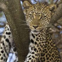 Leopard in tree at Serengeti NP by Danita Delimont