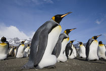 King Penguins (Aptenodytes patagonicus) along shoreline in massive rookery along Saint Andrews Bay von Danita Delimont