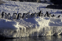 Antarctic Peninsula Adelie Penguins by Danita Delimont