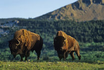 Bison bulls at Waterton Lakes National Park in Alberta Canada by Danita Delimont