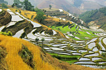 Green and gold fields of autumn in Hani people's Cloudy Sea Terrace by Danita Delimont