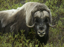 Close-up of musk ox standing in bushes by Danita Delimont