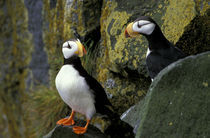 Horned puffins on the cliffs at Zapadni sea bird colony by Danita Delimont