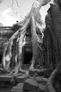 Angkor Wat can easily be viewed von Danita Delimont