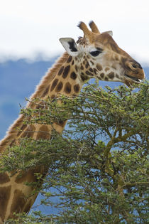 Rothschild's Giraffe at Lake Nakuru NP by Danita Delimont