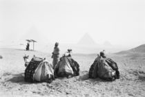Camel Jockeys Giza Pyramids (NR) by Danita Delimont