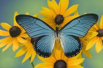 Papilio zalmoxis the Giant Blue Butterfly from Ghana Africa on Rubekia yellow Flowers von Danita Delimont