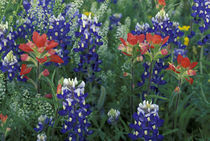 Bluebonnets and Paintbrush in bloom by Danita Delimont