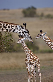 Maasai Giraffe (Giraffe Tippelskirchi) as seen in the Masai Mara von Danita Delimont