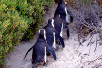 Jackass Penguins (Phalacrocorax capensis) by Danita Delimont