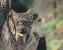Lynx in the wild by Danita Delimont
