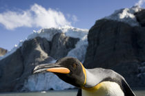 King Penguin (Aptenodytes patagonicus) and glacier in mountains above Gold Harbour von Danita Delimont