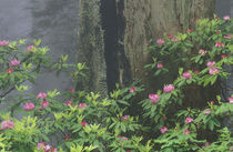 Coast Redwoods and Rhododendrons von Danita Delimont